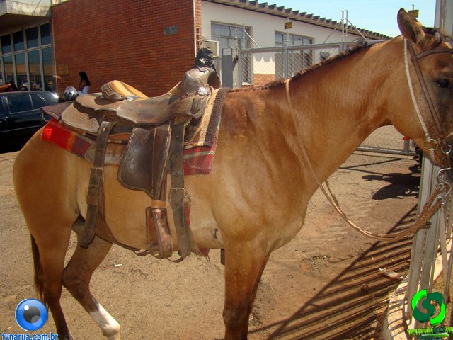 DSC00915.jpg