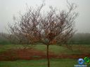 DSC02652.jpg