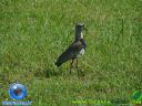DSC04088.jpg