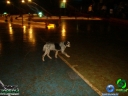 DSC00730.jpg