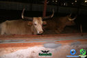 DSC07764.jpg