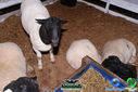 DSC07776.jpg