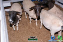 DSC07777.jpg