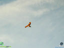 DSC00257.jpg