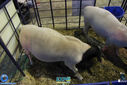 IMG_6852.jpg