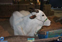 IMG_7162.jpg