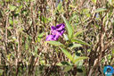IMG_6679.jpg