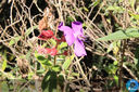 IMG_6680.jpg