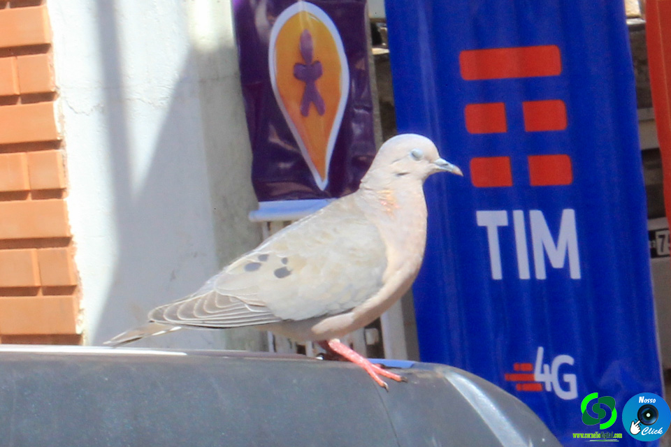 IMG_8121.jpg