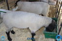 Filename=IMG_7665.jpg
Filesize=323KiB
Dimensions=960x640
Date added=Apr 10, 2018 IMG_7665.jpg
