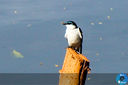 IMG_0594-2.jpg