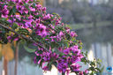 Filename=IMG_7900.jpg
Filesize=309KiB
Dimensions=960x640
Date added=Aug 21, 2018 IMG_7900.jpg