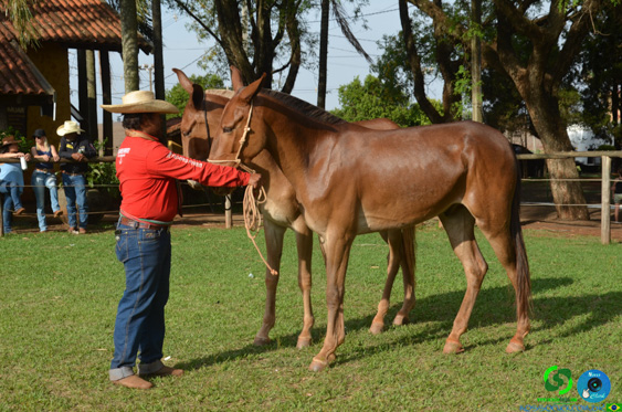 Filename=DSC_8427.jpg
Filesize=352KiB
Dimensions=960x636
Date added=Oct 26, 2025 DSC_8427.jpg