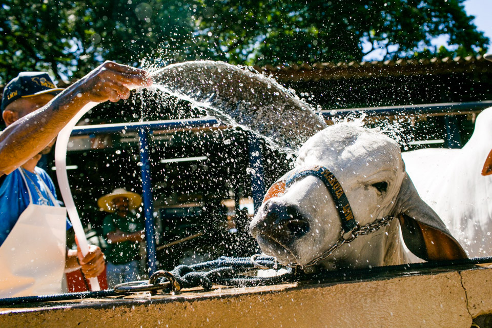 Animais-220.jpg