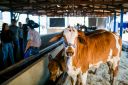 Animais-217.jpg
