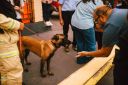ExpoPet-1aProvadecaesdebuscaeresgate-644.jpg
