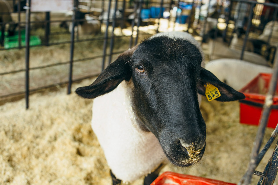 Bem-estaranimal-689.jpg