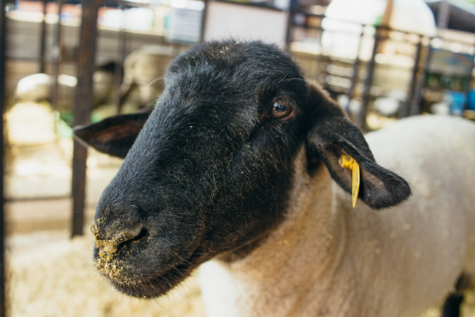 Bem-estaranimal-690.jpg