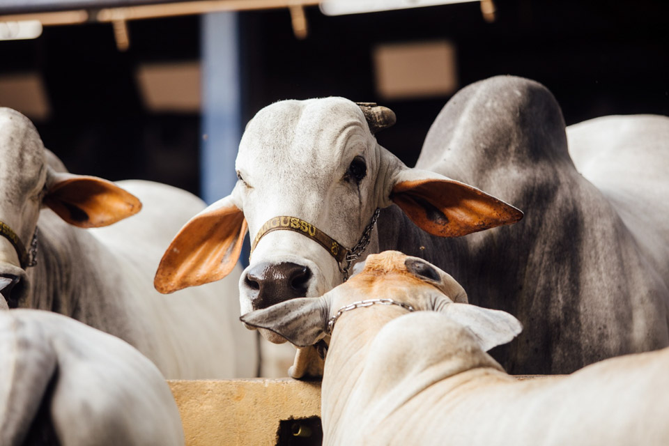 Bem-estaranimal-695.jpg