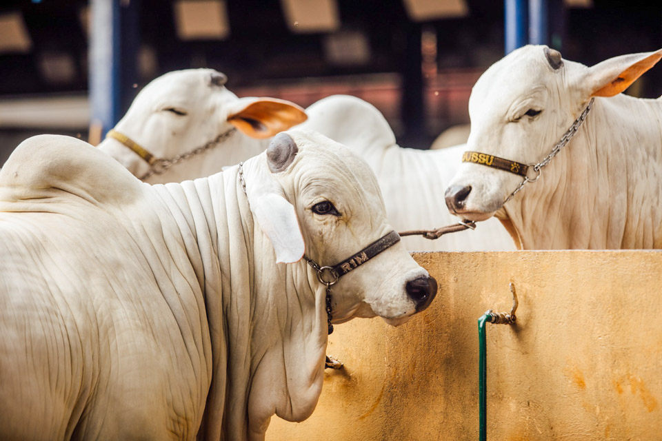 Bem-estaranimal-699.jpg