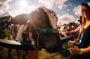 Bem-estaranimal-692.jpg