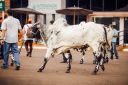 Bem-estaranimal-696.jpg