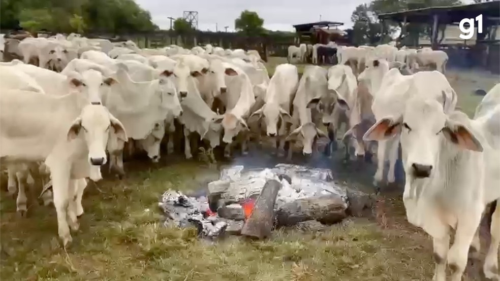 Produtor rural faz fogueiras para aquecer gado do frio em MS; veja vídeo