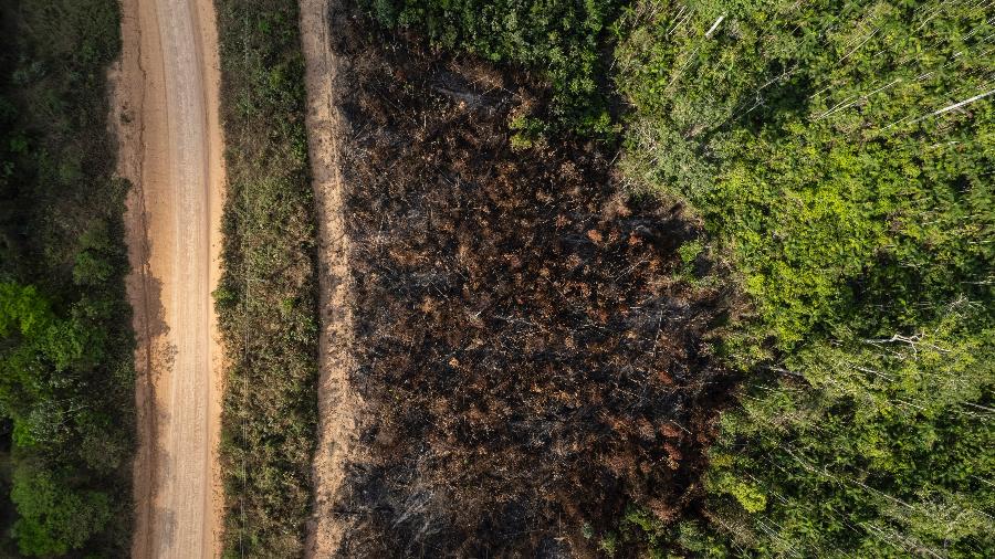 Desmatamento na Amazônia cai 31% entre janeiro e maio, diz Inpe