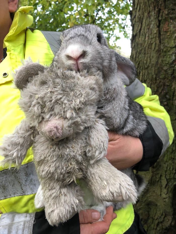 Equipe de resgate encontra coelhinho abandonado agarrado a seu ursinho de pelúcia