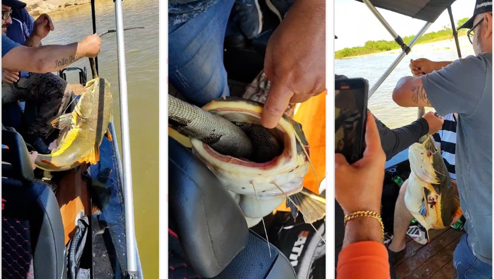 Pirarara: peixe que ficou 'entalado' ao tentar devorar iguana é considerado um predador, diz biólogo