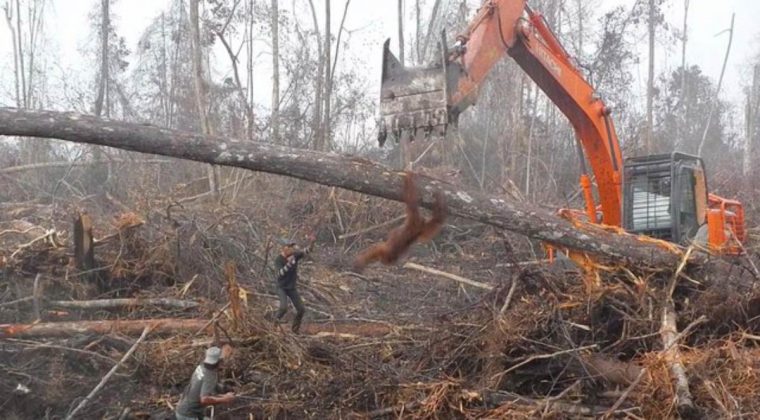 Orangotango tenta impedir e combater contra escavadeira para que não destrua sua casa