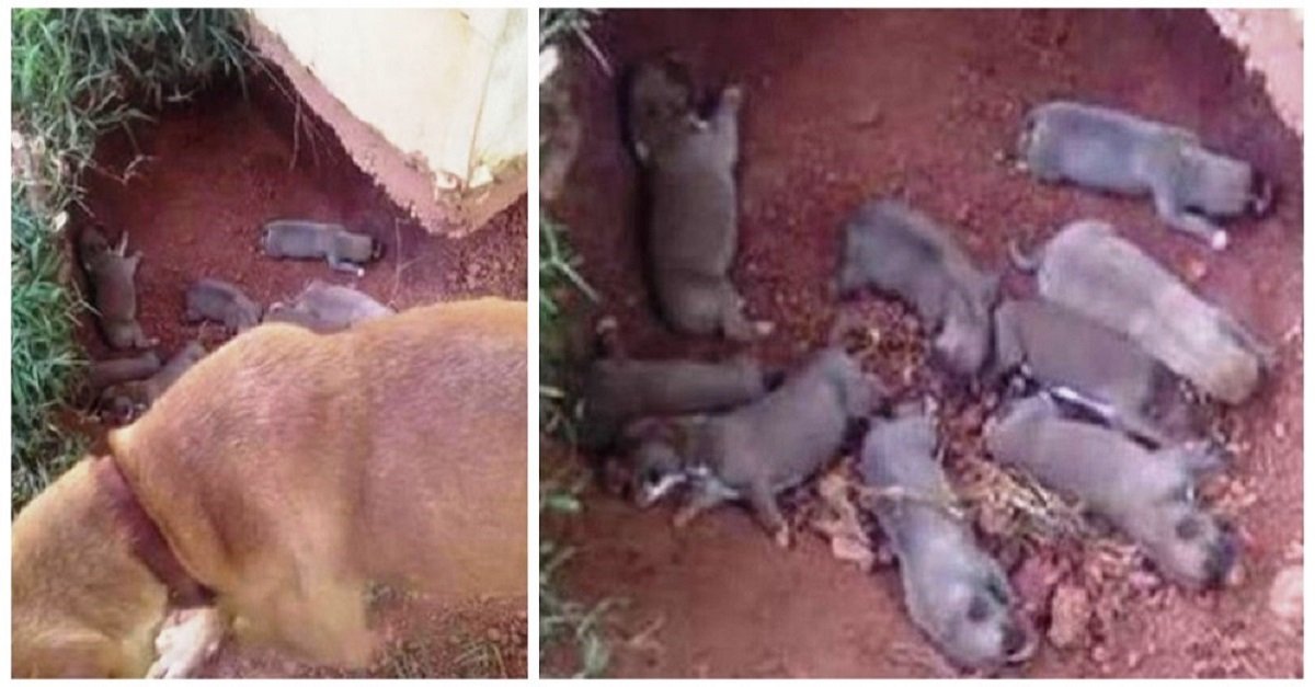 Cadela escondeu seus 9 filhotes em uma vala para protegê-los de seu dono cruel