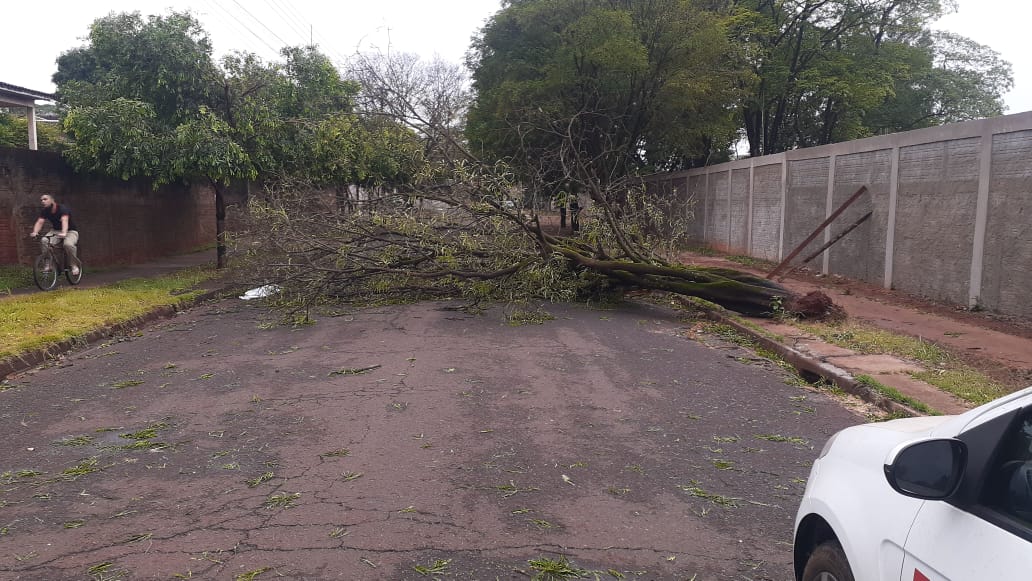 Com rajadas de vento de 56 km/h, temporal derruba mais de 40 Ã¡rvores em MaringÃ¡