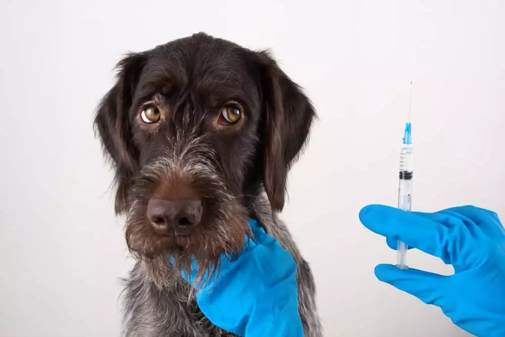 Instituto Pasteur registra primeiro caso de raiva canina em SP desde 1983; secretaria investiga