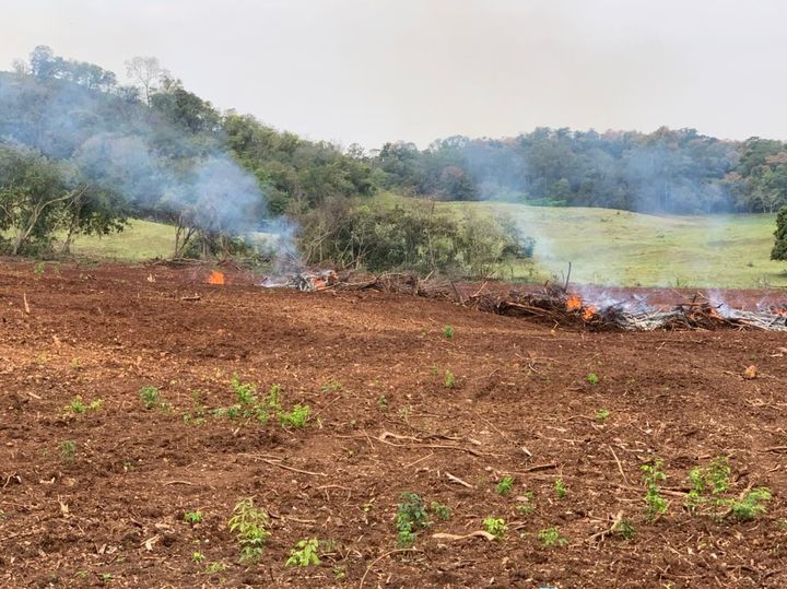 IAT identifica desmatamento de mais de 100 hectares e impede crime maior no Norte Pioneiro