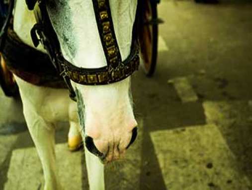 imagens/thumbs/10-01-2020_Cavalo.jpg