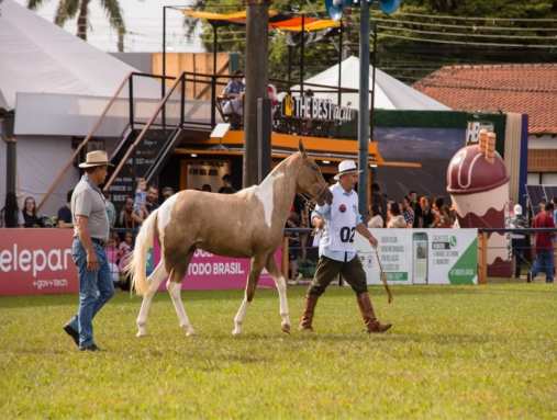 imagens/thumbs/20-04-2025_ExpoLondrina_Cavalo_Campineiro.jpg