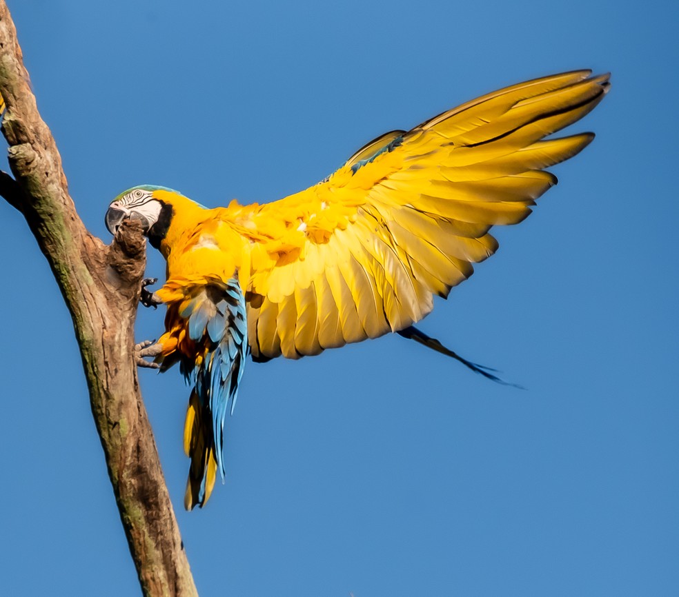 Imagem mostra momento em que o filhote da arara-canindé arrisca voar entre algumas árvores e ainda testa a manobra de pouso em um galho seco — Foto: Tadeu Fischer/Acervo Pessoal
