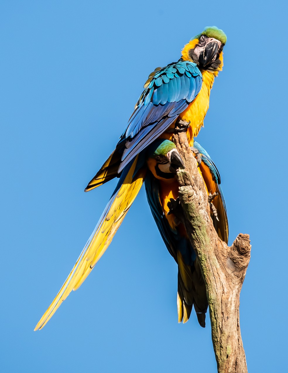 Arara-canindé é conhecida também como arara-de-barriga-amarela, arara-amarela e ara-arauna — Foto: Tadeu Fischer/Acervo Pessoal